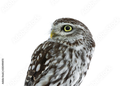Head shot of brown white young Little Owl. Looking to the side with yellow eyes. Isolated on white background.