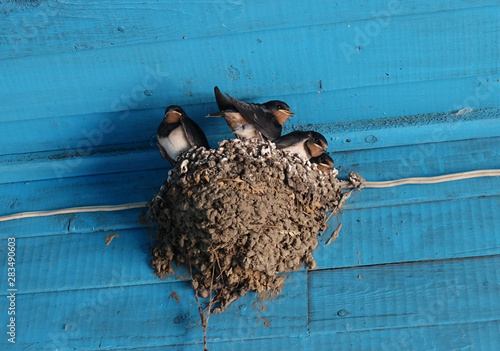 Baby swallows in the nest