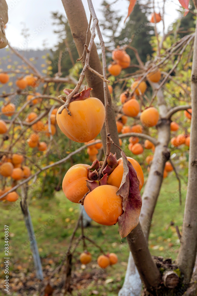 Ripening persimmon hanging on a branch