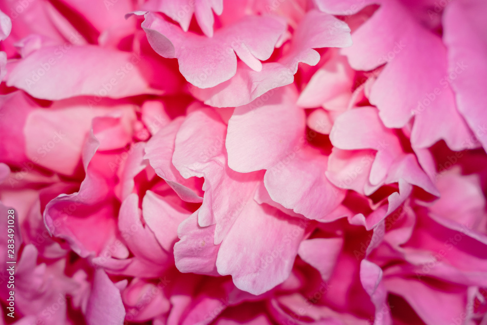 pink flower petals close up