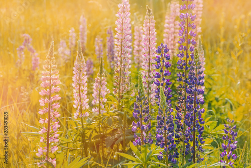 Fototapeta Naklejka Na Ścianę i Meble -  Blooming lupine flowers. A field of lupines. Sunny summer flower background