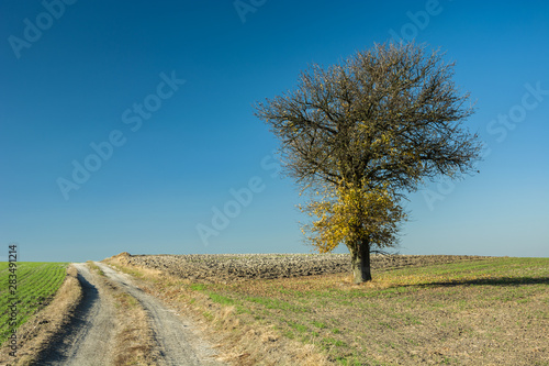 Autumnal tree on the field, dirt road and blue sky