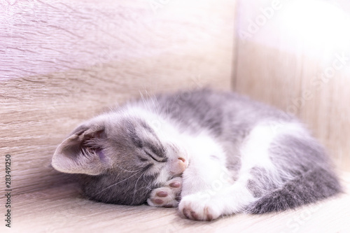 Cute little gray kitten sleeping on headboard. Copy space for text in background.
