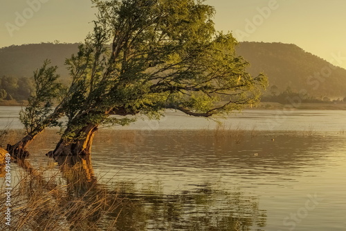 river view morning of alone tree with river and mountain blurred background, Mekong river in Khong Chiam, Ubon Ratchathani, Thailand.