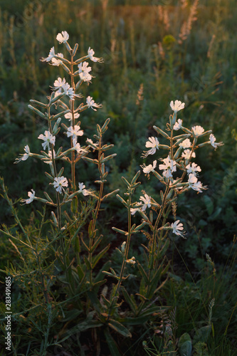 Wild white flowers in the meadow at sunset