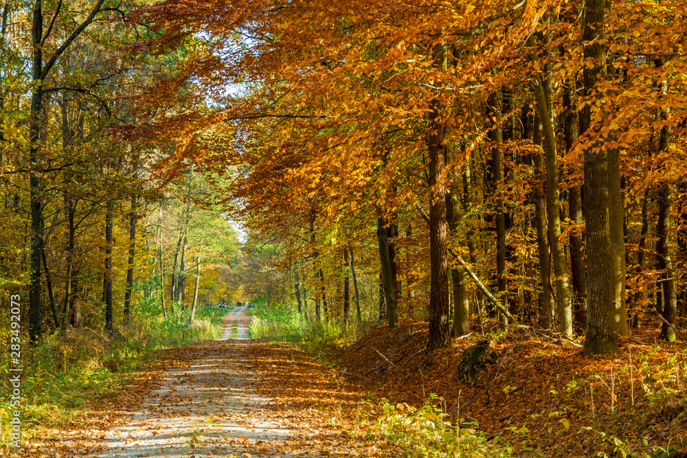 Fototapeta Road through an autumn forest