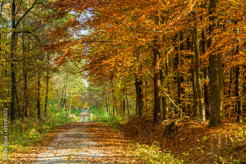 Road through an autumn forest © darekb22