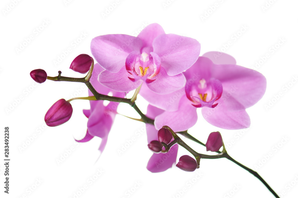 Purple orchids isolated on white.