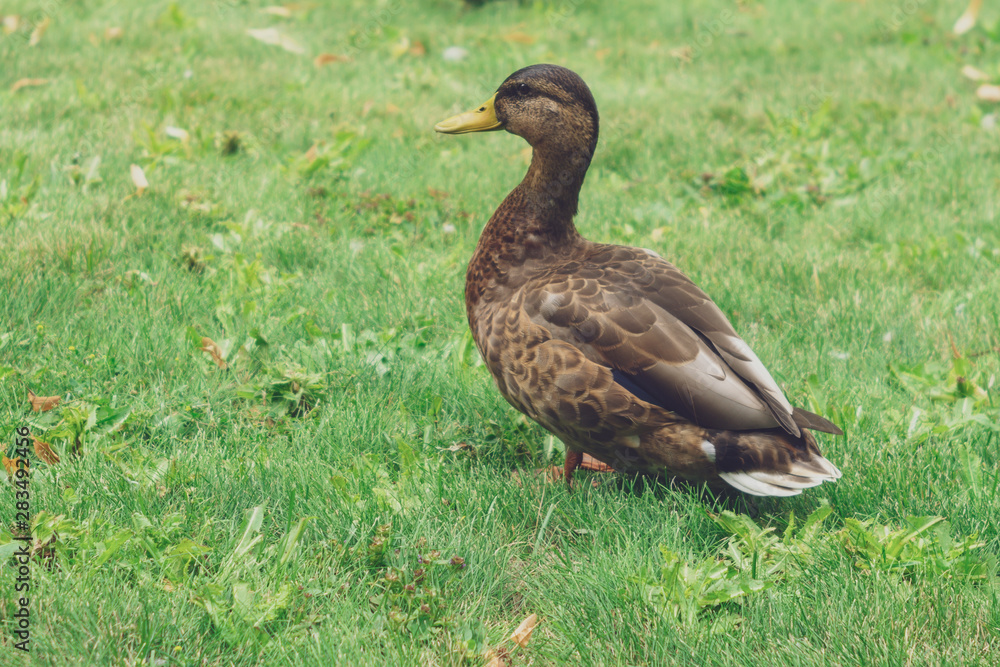 brown duck on green grass brown duck on green grass