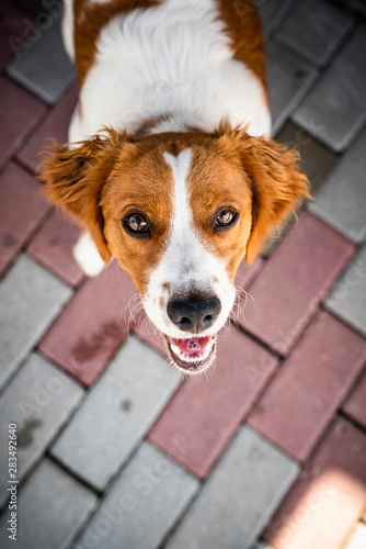 Brittany dog female puppy looking up with curious eyes. photo