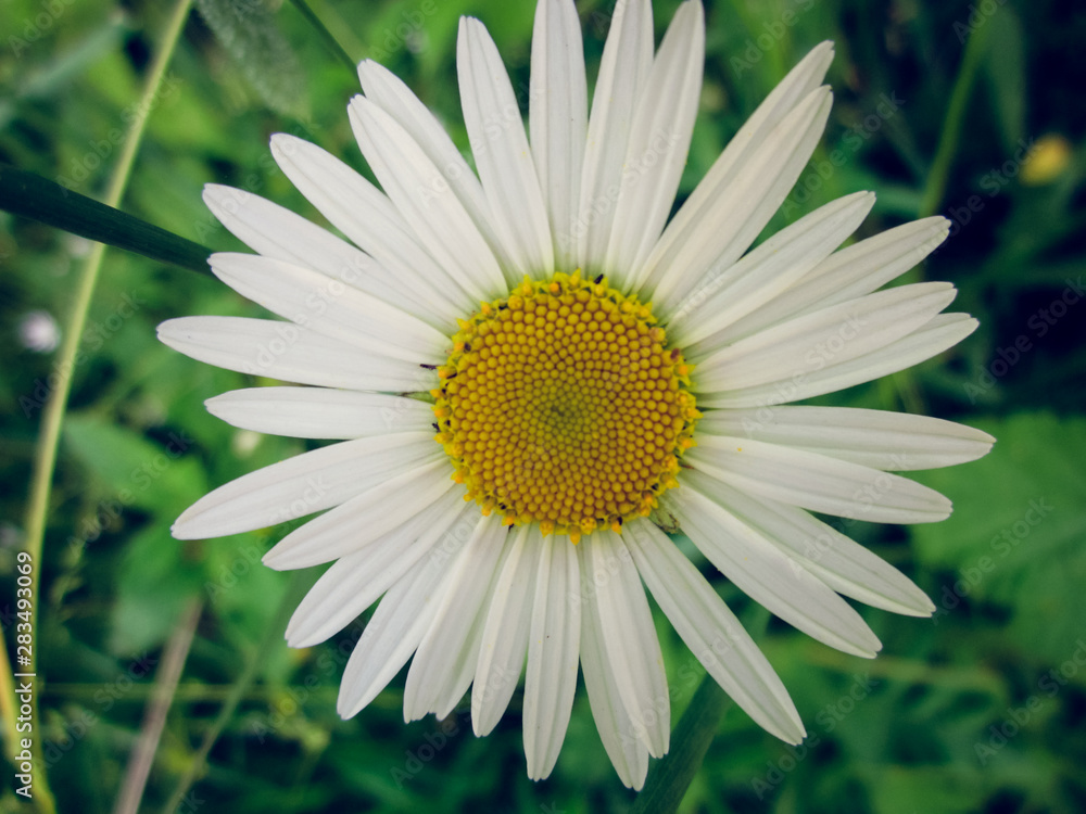Obraz premium The queen of the field is always white