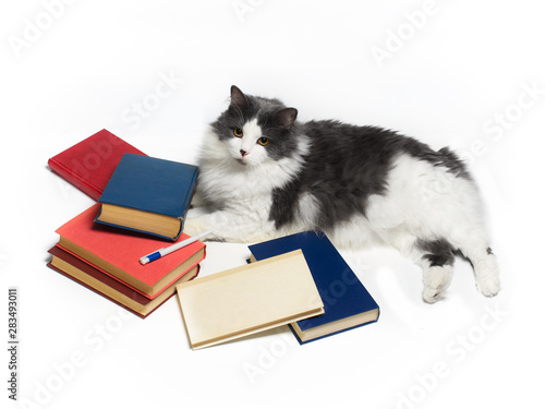 Fluffy cat with yellow eyes and a stack of books on a white background. The concept of science and education.