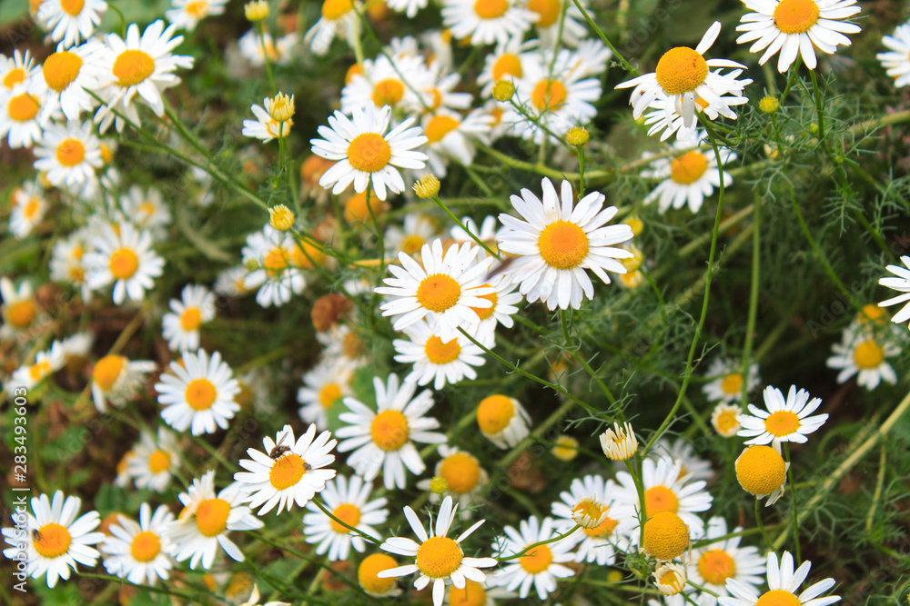 Fototapeta premium Bright and colorful daisies. floral background.