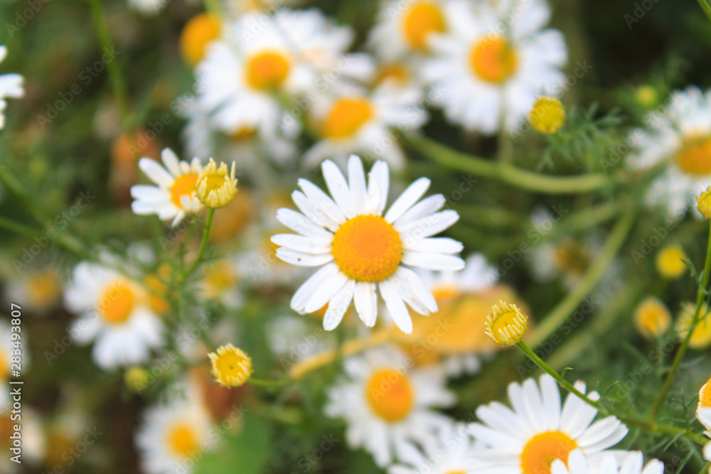 Bright and colorful daisies. floral background.