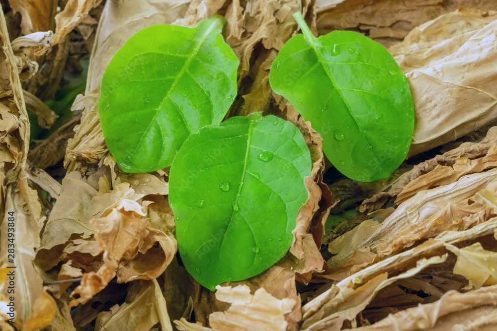 green tobacco leaves dried tobacco leaves green tobacco leaves dried tobacco leaves