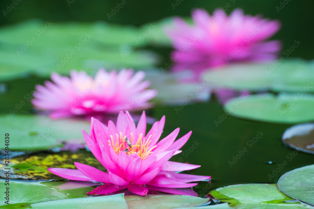 pink lotus flower in pond , tropical natural water lilly blossom in lake or garden in spring season pink lotus flower in pond , tropical natural water lilly blossom in lake or garden in spring season