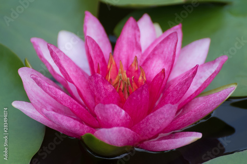 pink lotus flower in pond , tropical natural water lilly blossom in lake or garden in spring season