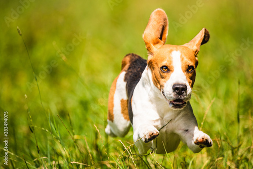 Beagle dog fun on field outdoors run and jump towards camera with ears in the air ant feet above ground.