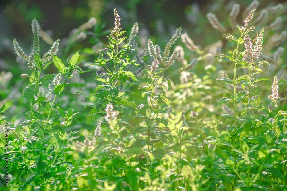 wild mint blossom background nature wild mint blossom background nature