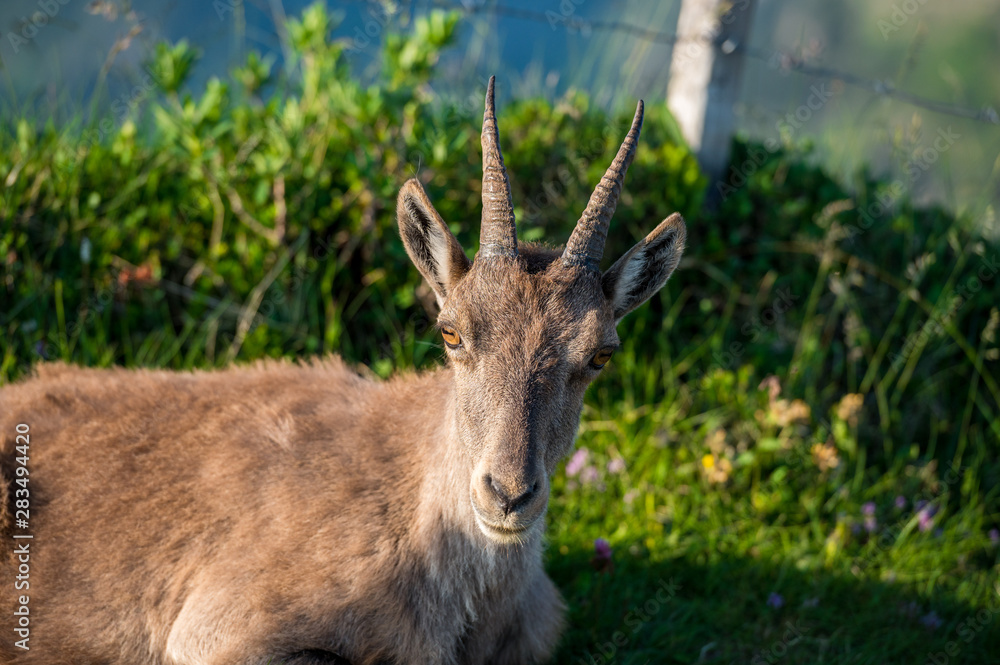 Fototapeta premium Steinbockgeiss in blühender Alpwiese im Berner Oberland