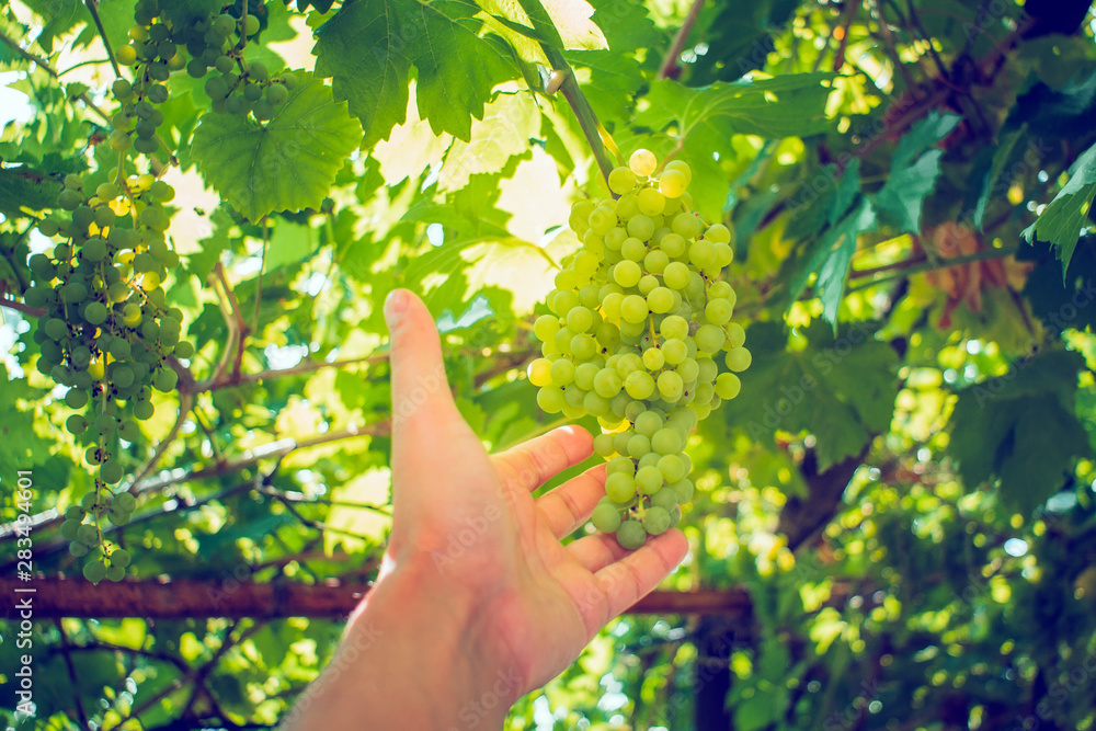 harvest green white grapes organic fruit harvest green white grapes organic fruit