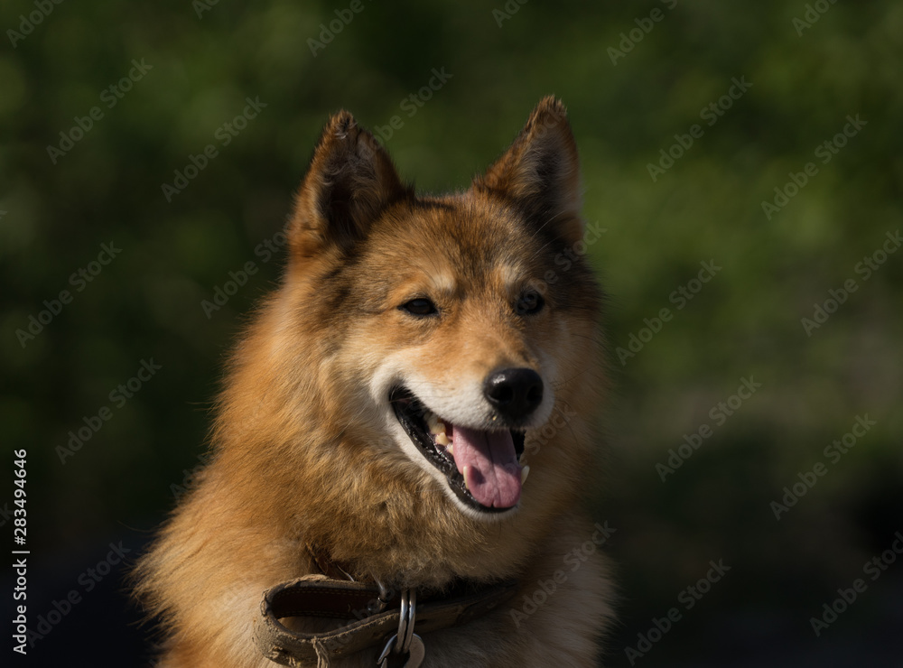 Portrait of Laika dog who is protecting tourists in Kamchatka peninsula from big brown bears. Sunny summer day in Russian far east. Portrait of Laika dog who is protecting tourists in Kamchatka peninsula from big brown bears. Sunny summer day in Russian far east.