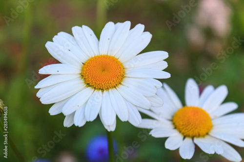 Bright and colorful daisies. floral background.