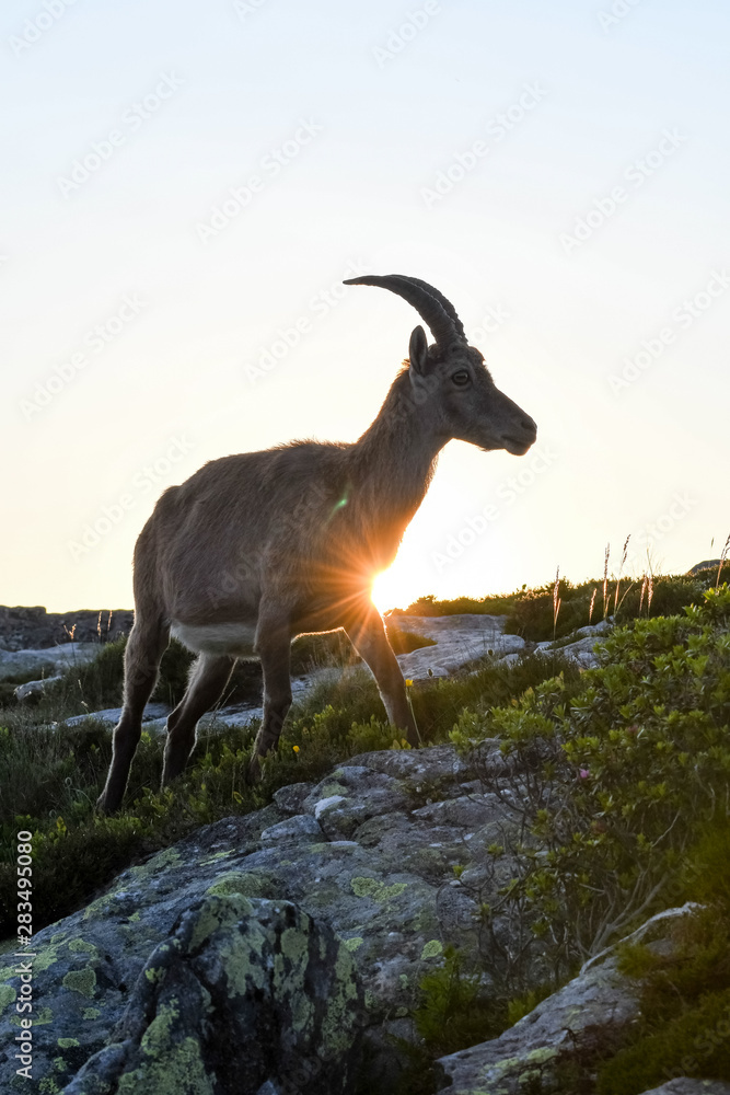 Fototapeta premium backlit silhouette of an Alpine ibex in the swiss alps