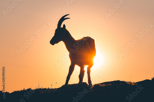 backlit silhouette of an Alpine ibex in the swiss alps