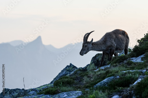 Alpine ibex in front of Stockhorn in the Bernese Alps