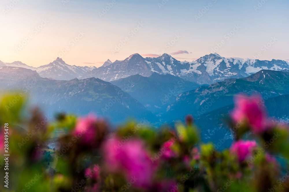 Morgenstimmung mit Alpenrosen vor den Berner Alpen mit Eiger, Mönch und Jungfrau Morgenstimmung mit Alpenrosen vor den Berner Alpen mit Eiger, Mönch und Jungfrau