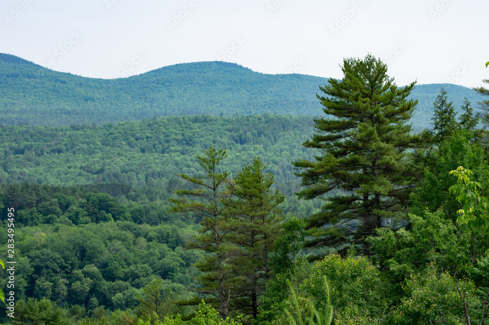 Pine Covered Valley