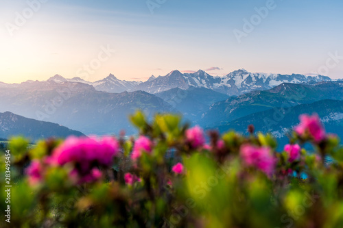 Morgenstimmung mit Alpenrosen vor den Berner Alpen mit Eiger, Mönch und Jungfrau