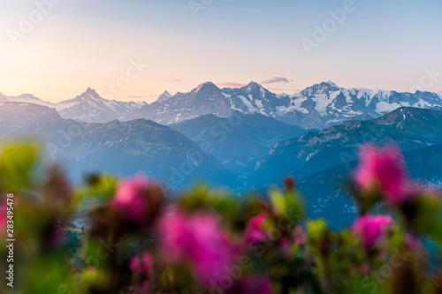 Morgenstimmung mit Alpenrosen vor den Berner Alpen mit Eiger, Mönch und Jungfrau © schame87