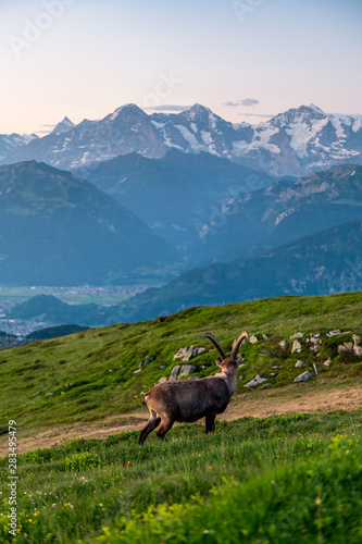 stattlicher Steinbock blickt auf Eiger, Mönch und Jungfrau in den Berner Alpen