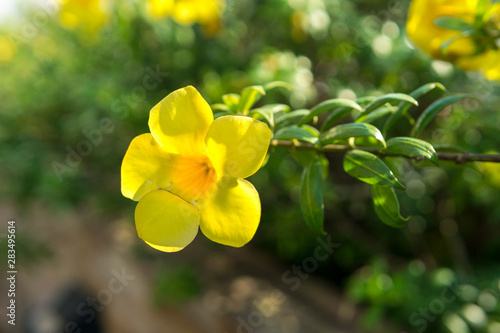 Fototapeta Naklejka Na Ścianę i Meble -  yellow flowers in garden