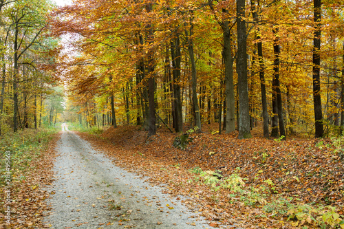 Road through an yellow autumn forest