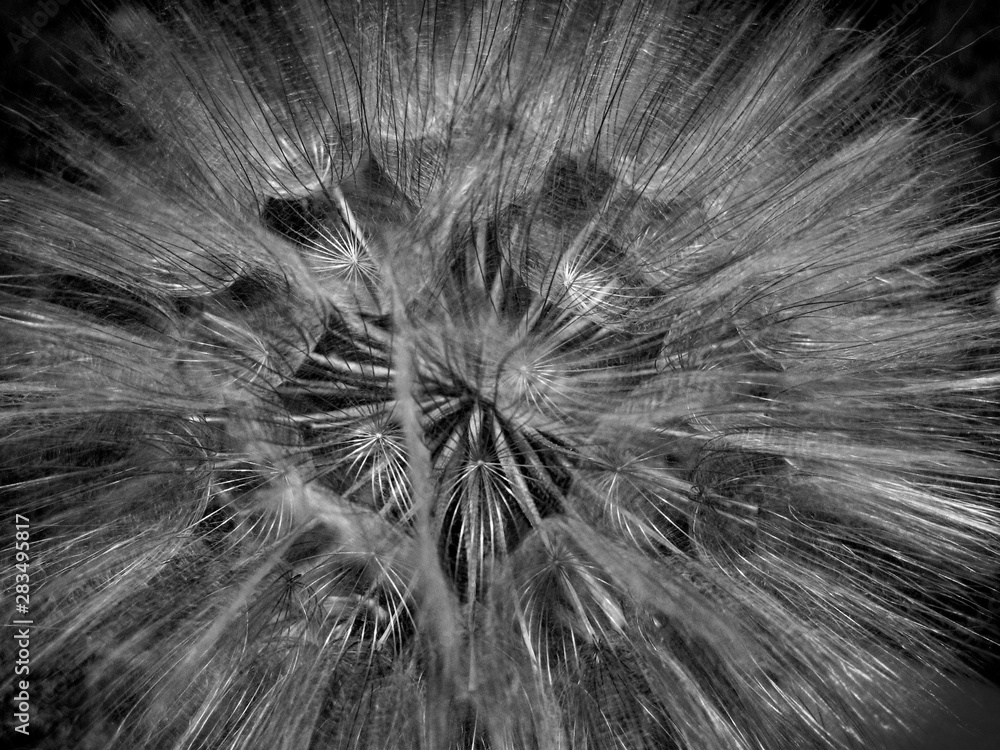 Obraz premium Dandelion dynamics