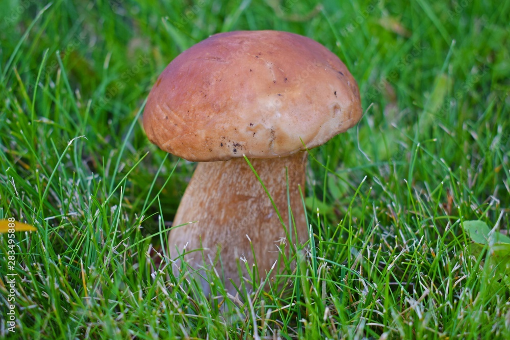 Boletus edulis, edible mushroom in forest. Porcini mushroom healthy and delicates food Boletus edulis, edible mushroom in forest. Porcini mushroom healthy and delicates food