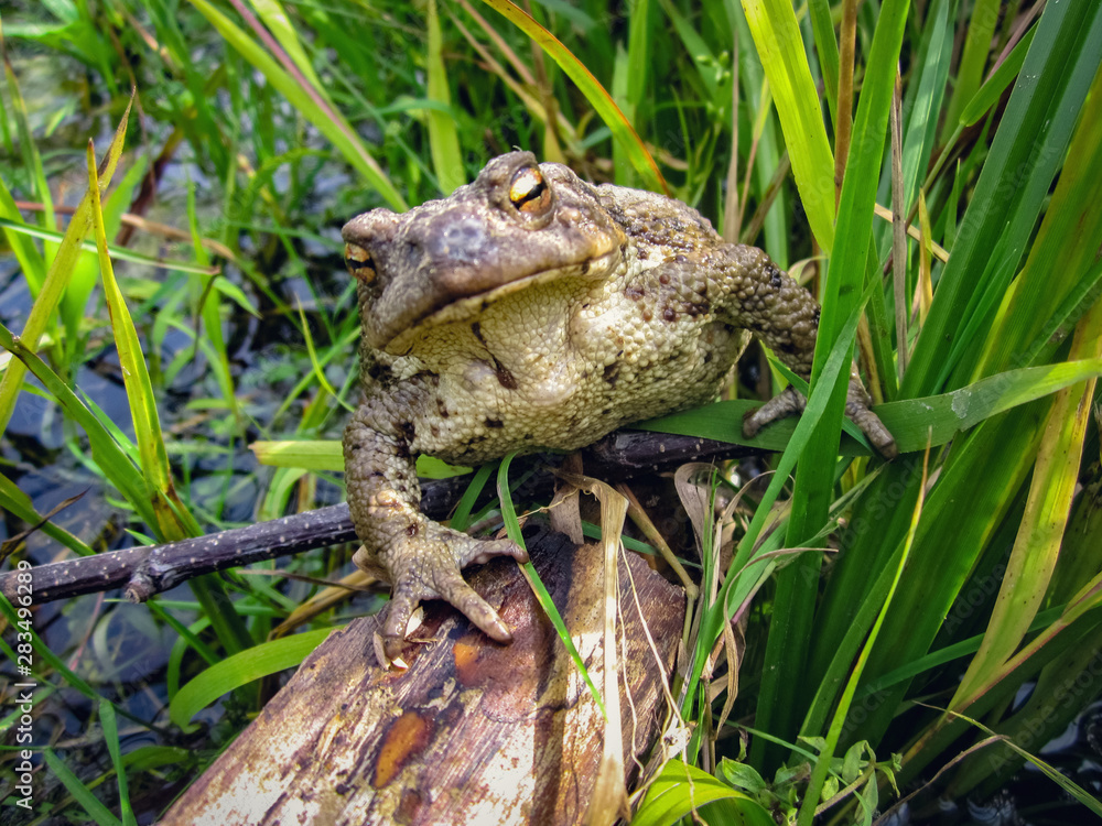 Fototapeta premium Mysterious Frog