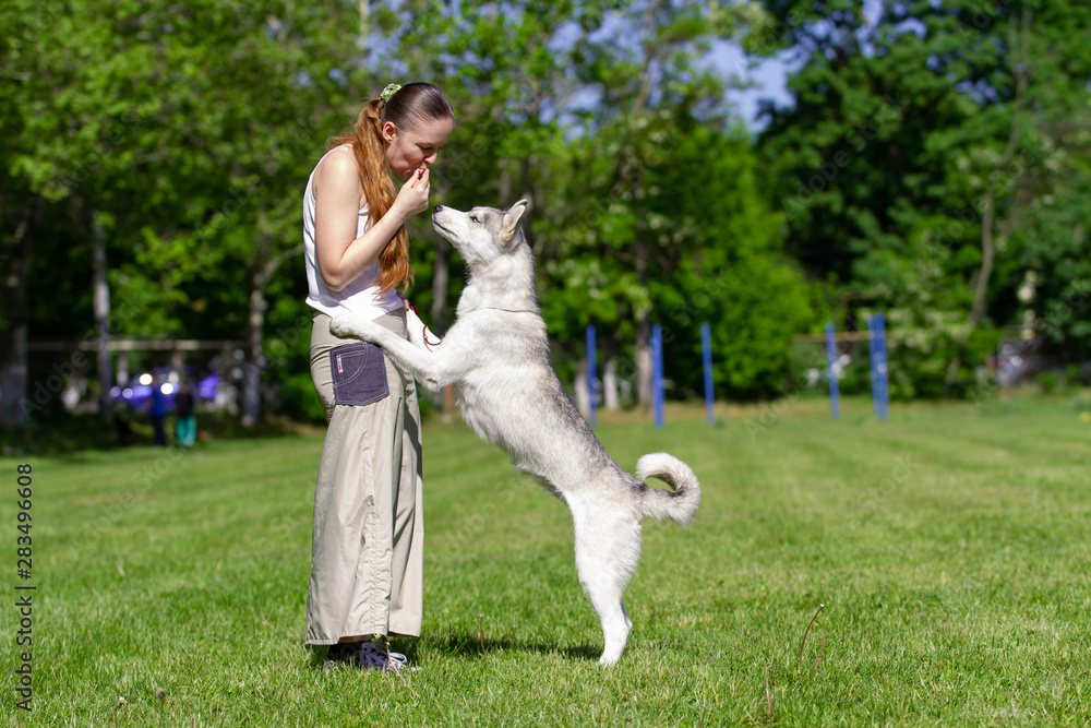 Young beautiful curly girl playing with her dog with a plate of frisbee in summer park. Siberian husky dog. Young beautiful curly girl playing with her dog with a plate of frisbee in summer park. Siberian husky dog.