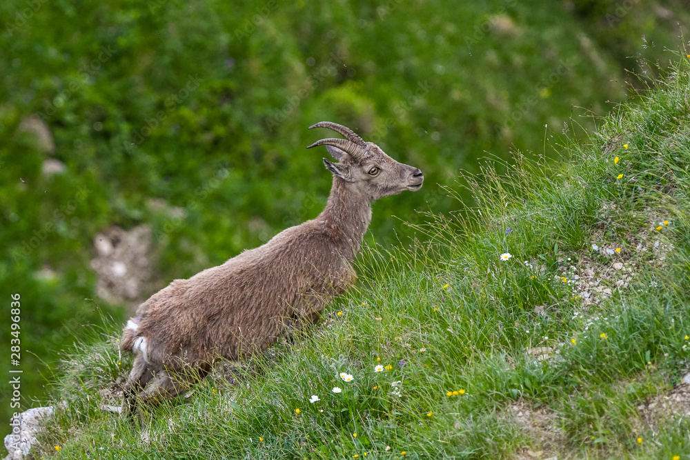 Junger Steinbock in steiler Alpwiese in den Berner Alpen Junger Steinbock in steiler Alpwiese in den Berner Alpen