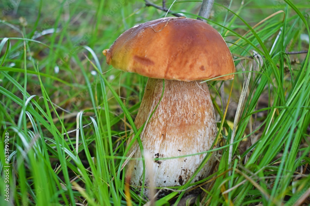 Boletus edulis, edible mushroom in forest. Porcini mushroom healthy and delicates food Boletus edulis, edible mushroom in forest. Porcini mushroom healthy and delicates food