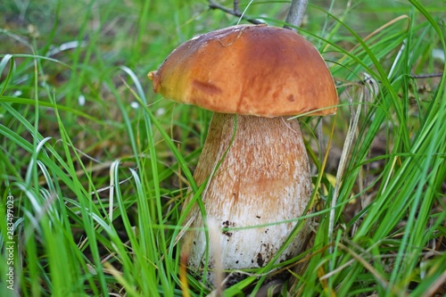 Boletus edulis, edible mushroom in forest. Porcini mushroom healthy and delicates food