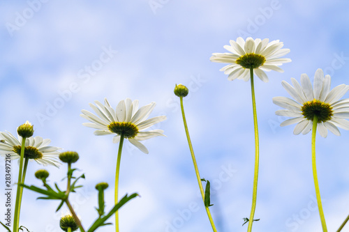 Bright and colorful daisies. floral background.