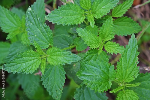Fresh young nettles in the meadow.
