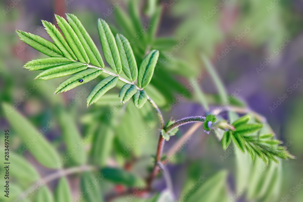 Small insect sits on a branch with young green leaves Small insect sits on a branch with young green leaves