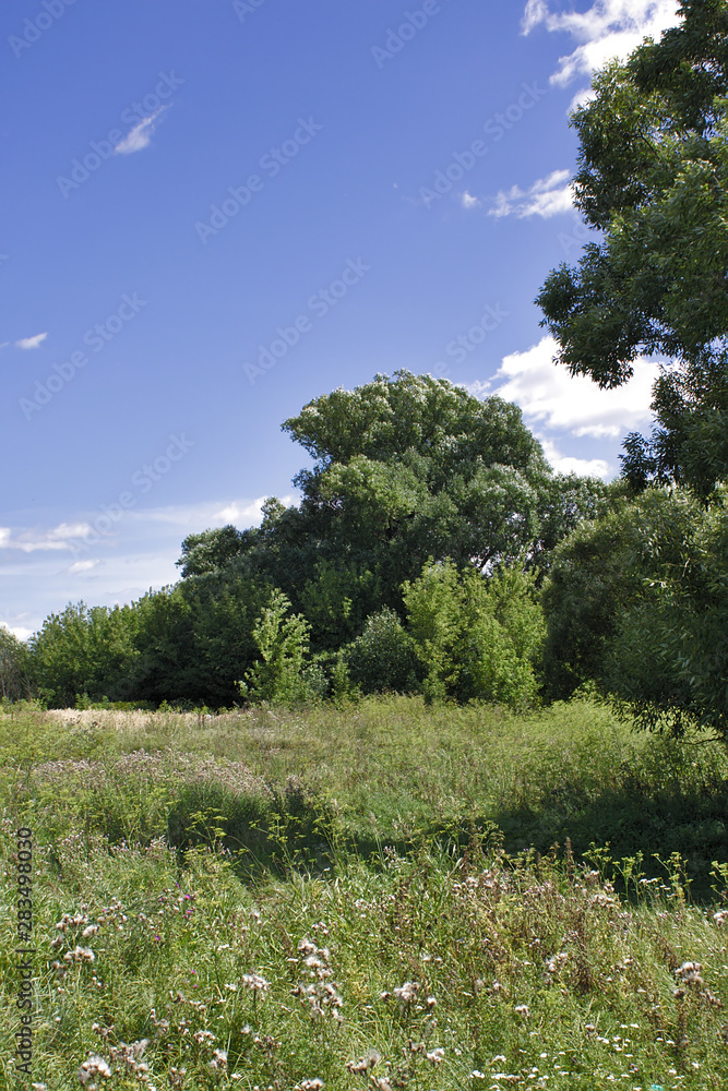 Fototapeta premium summer landscape on a Sunny day