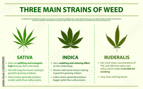 Three Main Strains of Weed horizontal infographic
