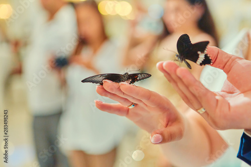 Beautiful live butterflies sit on the hands of the bride and groom, on the background of the wedding Banquet